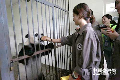 B组学生在新豹子山饲喂成年怀孕大熊猫。