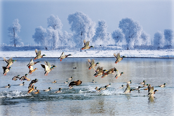  Winter of Jilin. jpg