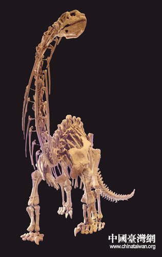 四川自贡恐龙化石珍品即将首次亮相台湾