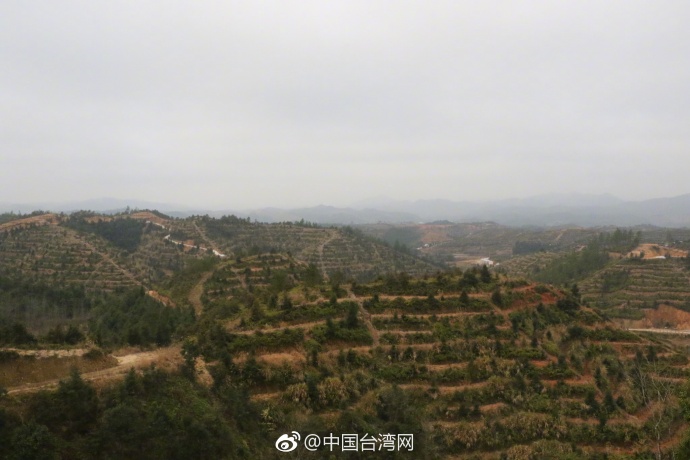 国台办副主任龙明彪考察定南油茶产业 国台办副主任龙明彪考察定南油茶产业