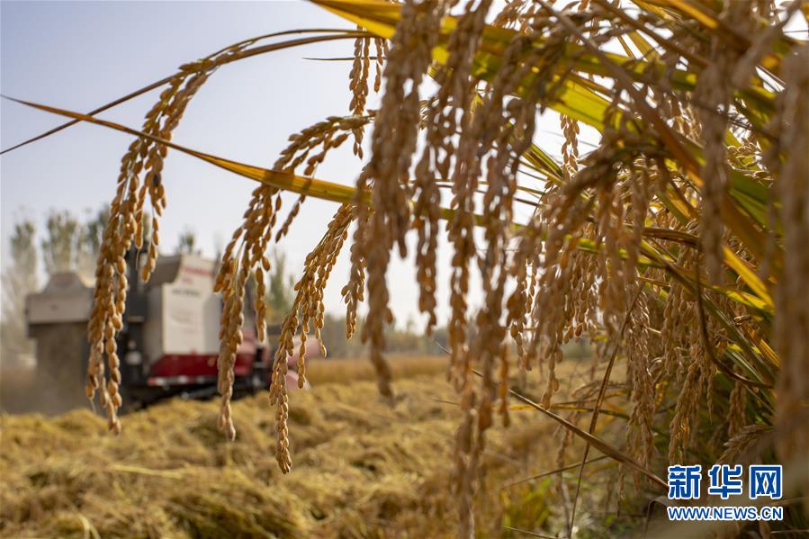 收割机在新疆阿克苏地区温宿县托乎拉乡托万克苏布拉克村田间收割水稻