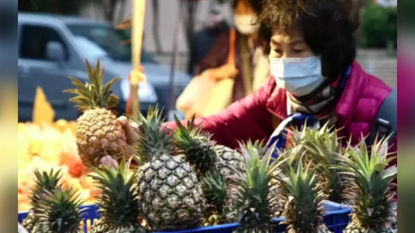 台湾菠萝又多5批不合格 检出罕见菝葜黑圆盾介壳虫
