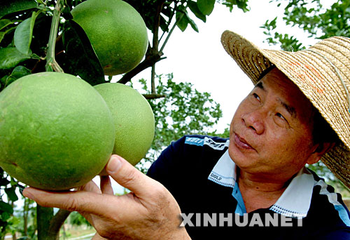 10月10日,庄炳耀在福清洪宽海峡农场果园观察从台湾引进的葡萄柚的生长情况。 1999年,曾获得“台湾十大杰出农民”称号的台湾农民庄炳耀,应邀来到大陆开展两岸农业合作,在福建省福清市创办了集台湾果蔬新品种、新技术引进,试验示范和推广于一体的两岸合作试验农场――洪宽海峡农场。带着将台湾的优势技术带到福建,教会当地农民致富本领的愿望,庄炳耀决心在这里干出一番事业。 近年来,党中央、国务院出台了一系列促进两岸交流合作、惠及台湾同胞的政策措施。先后批准在福建省福州市、漳州市,海南省以及山东、黑龙江、陕西等省的部分区域设立海峡两岸农业合作试验区,主要根据各地的特点和优势,通过对台湾农业优良品种、先进技术和管理经验的引进,发挥试验、示范、辐射作用,同时开展各种形式的交流活动,为促进两岸农业领域的交流与合作搭建良好的平台,提供有益的模式和经验。 良好的政策环境为庄炳耀事业的发展提供了更加广阔的空间。几年来,庄炳耀积极将先进的技术和成熟的种植经验带到福清,先后从台湾引进适合当地种植的火龙果、仙人桃、芒果、番石榴等40多个品种。如今,洪宽海峡农场引种的台湾果蔬新品种面积达到2500多亩,年创产值1200多万元。同时,辐射带动当地农民推广台湾果蔬面积1万多亩,年创产值4300多万元。洪宽海峡农场为两岸农业合作与交流,推动当地农业经济的发展起到了带头示范作用。 新华社记者 张国俊 摄