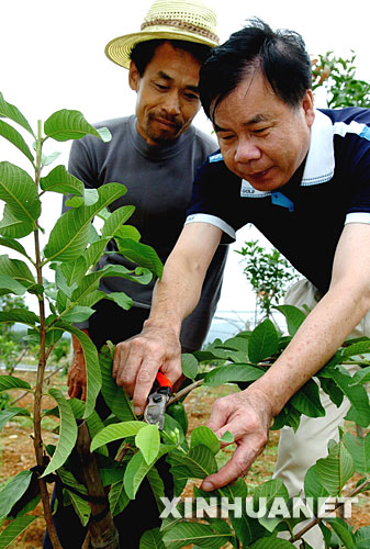 10月10日,庄炳耀在向当地果农传授果树修剪技术。 1999年,曾获得“台湾十大杰出农民”称号的台湾农民庄炳耀,应邀来到大陆开展两岸农业合作,在福建省福清市创办了集台湾果蔬新品种、新技术引进,试验示范和推广于一体的两岸合作试验农场――洪宽海峡农场。带着将台湾的优势技术带到福建,教会当地农民致富本领的愿望,庄炳耀决心在这里干出一番事业。 近年来,党中央、国务院出台了一系列促进两岸交流合作、惠及台湾同胞的政策措施。先后批准在福建省福州市、漳州市,海南省以及山东、黑龙江、陕西等省的部分区域设立海峡两岸农业合作试验区,主要根据各地的特点和优势,通过对台湾农业优良品种、先进技术和管理经验的引进,发挥试验、示范、辐射作用,同时开展各种形式的交流活动,为促进两岸农业领域的交流与合作搭建良好的平台,提供有益的模式和经验。 良好的政策环境为庄炳耀事业的发展提供了更加广阔的空间。几年来,庄炳耀积极将先进的技术和成熟的种植经验带到福清,先后从台湾引进适合当地种植的火龙果、仙人桃、芒果、番石榴等40多个品种。如今,洪宽海峡农场引种的台湾果蔬新品种面积达到2500多亩,年创产值1200多万元。同时,辐射带动当地农民推广台湾果蔬面积1万多亩,年创产值4300多万元。洪宽海峡农场为两岸农业合作与交流,推动当地农业经济的发展起到了带头示范作用。 新华社记者 张国俊 摄