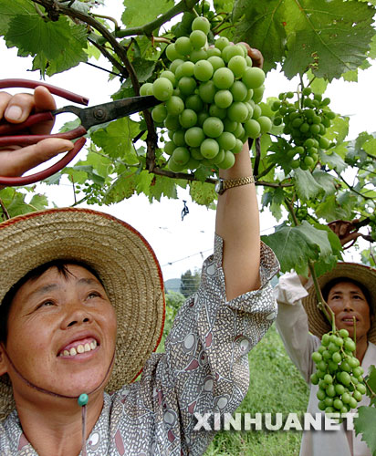果农在庄炳耀创办的洪宽海峡农场果园里采摘葡萄(2005年5月26日摄)。 1999年,曾获得“台湾十大杰出农民”称号的台湾农民庄炳耀,应邀来到大陆开展两岸农业合作,在福建省福清市创办了集台湾果蔬新品种、新技术引进,试验示范和推广于一体的两岸合作试验农场――洪宽海峡农场。带着将台湾的优势技术带到福建,教会当地农民致富本领的愿望,庄炳耀决心在这里干出一番事业。 近年来,党中央、国务院出台了一系列促进两岸交流合作、惠及台湾同胞的政策措施。先后批准在福建省福州市、漳州市,海南省以及山东、黑龙江、陕西等省的部分区域设立海峡两岸农业合作试验区,主要根据各地的特点和优势,通过对台湾农业优良品种、先进技术和管理经验的引进,发挥试验、示范、辐射作用,同时开展各种形式的交流活动,为促进两岸农业领域的交流与合作搭建良好的平台,提供有益的模式和经验。 良好的政策环境为庄炳耀事业的发展提供了更加广阔的空间。几年来,庄炳耀积极将先进的技术和成熟的种植经验带到福清,先后从台湾引进适合当地种植的火龙果、仙人桃、芒果、番石榴等40多个品种。如今,洪宽海峡农场引种的台湾果蔬新品种面积达到2500多亩,年创产值1200多万元。同时,辐射带动当地农民推广台湾果蔬面积1万多亩,年创产值4300多万元。洪宽海峡农场为两岸农业合作与交流,推动当地农业经济的发展起到了带头示范作用。 新华社记者 张国俊 摄