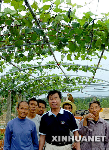 10月10日,庄炳耀和农场员工在果园里。 1999年,曾获得“台湾十大杰出农民”称号的台湾农民庄炳耀,应邀来到大陆开展两岸农业合作,在福建省福清市创办了集台湾果蔬新品种、新技术引进,试验示范和推广于一体的两岸合作试验农场――洪宽海峡农场。带着将台湾的优势技术带到福建,教会当地农民致富本领的愿望,庄炳耀决心在这里干出一番事业。 近年来,党中央、国务院出台了一系列促进两岸交流合作、惠及台湾同胞的政策措施。先后批准在福建省福州市、漳州市,海南省以及山东、黑龙江、陕西等省的部分区域设立海峡两岸农业合作试验区,主要根据各地的特点和优势,通过对台湾农业优良品种、先进技术和管理经验的引进,发挥试验、示范、辐射作用,同时开展各种形式的交流活动,为促进两岸农业领域的交流与合作搭建良好的平台,提供有益的模式和经验。 良好的政策环境为庄炳耀事业的发展提供了更加广阔的空间。几年来,庄炳耀积极将先进的技术和成熟的种植经验带到福清,先后从台湾引进适合当地种植的火龙果、仙人桃、芒果、番石榴等40多个品种。如今,洪宽海峡农场引种的台湾果蔬新品种面积达到2500多亩,年创产值1200多万元。同时,辐射带动当地农民推广台湾果蔬面积1万多亩,年创产值4300多万元。洪宽海峡农场为两岸农业合作与交流,推动当地农业经济的发展起到了带头示范作用。 新华社记者 张国俊 摄