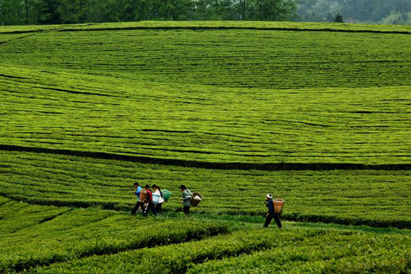 湄潭县茶海 湄潭县茶海