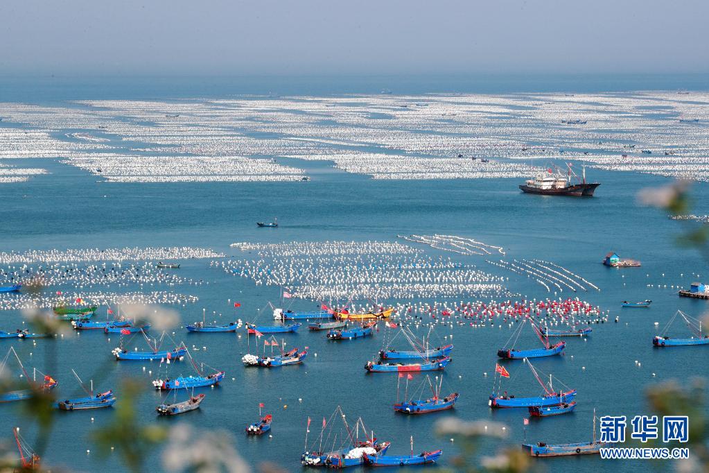 浙江舟山:"贻贝之乡"耕海忙