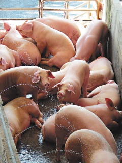 台湾首例猪感染甲流案例证实系人传染给猪