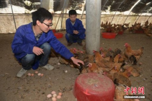 大学生毕业养鸡受挫 每天喂鸡成本过千