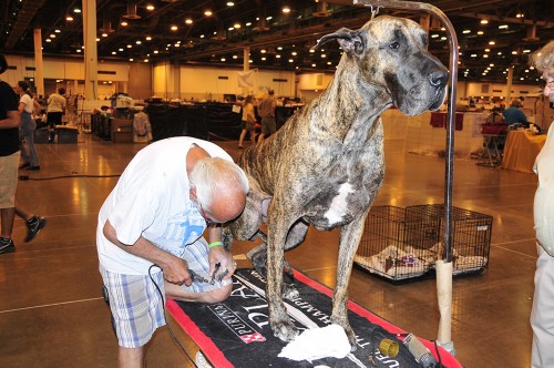 在美国得克萨斯州休斯敦举行的第37届世界名犬展上,参展人员为大丹犬