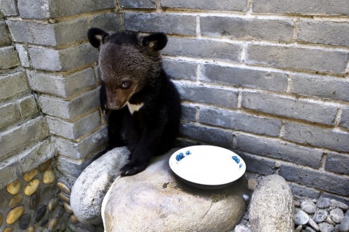 西安市民生日捡到“熊孩子”