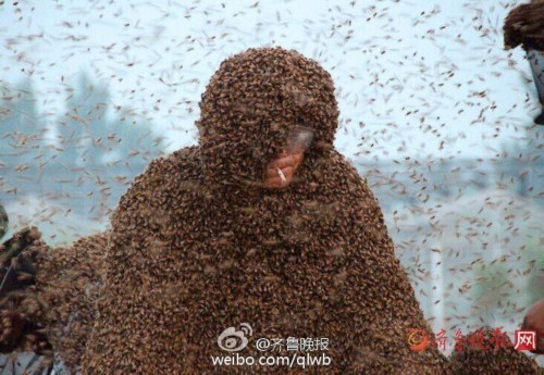 泰山男子挑战百万蜜蜂蛰身