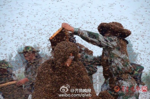 泰山男子挑战百万蜜蜂蛰身