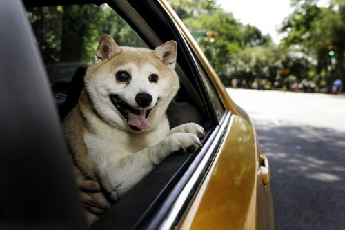 美“微笑柴犬”走红 被誉为全球最幸福小狗