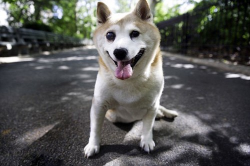 美“微笑柴犬”走红 被誉为全球最幸福小狗