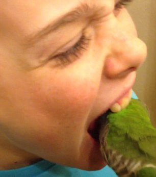 鹦鹉变身“牙医” 钻小孩嘴里为其拔牙