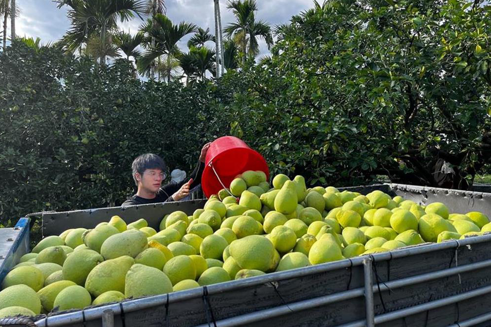 十四、大陆方面恢复台湾地区文旦柚输入，尽最大努力为台湾同胞办实事、做好事、解难事