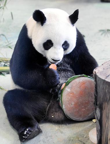 大熊猫圆圆在台北过5岁生日